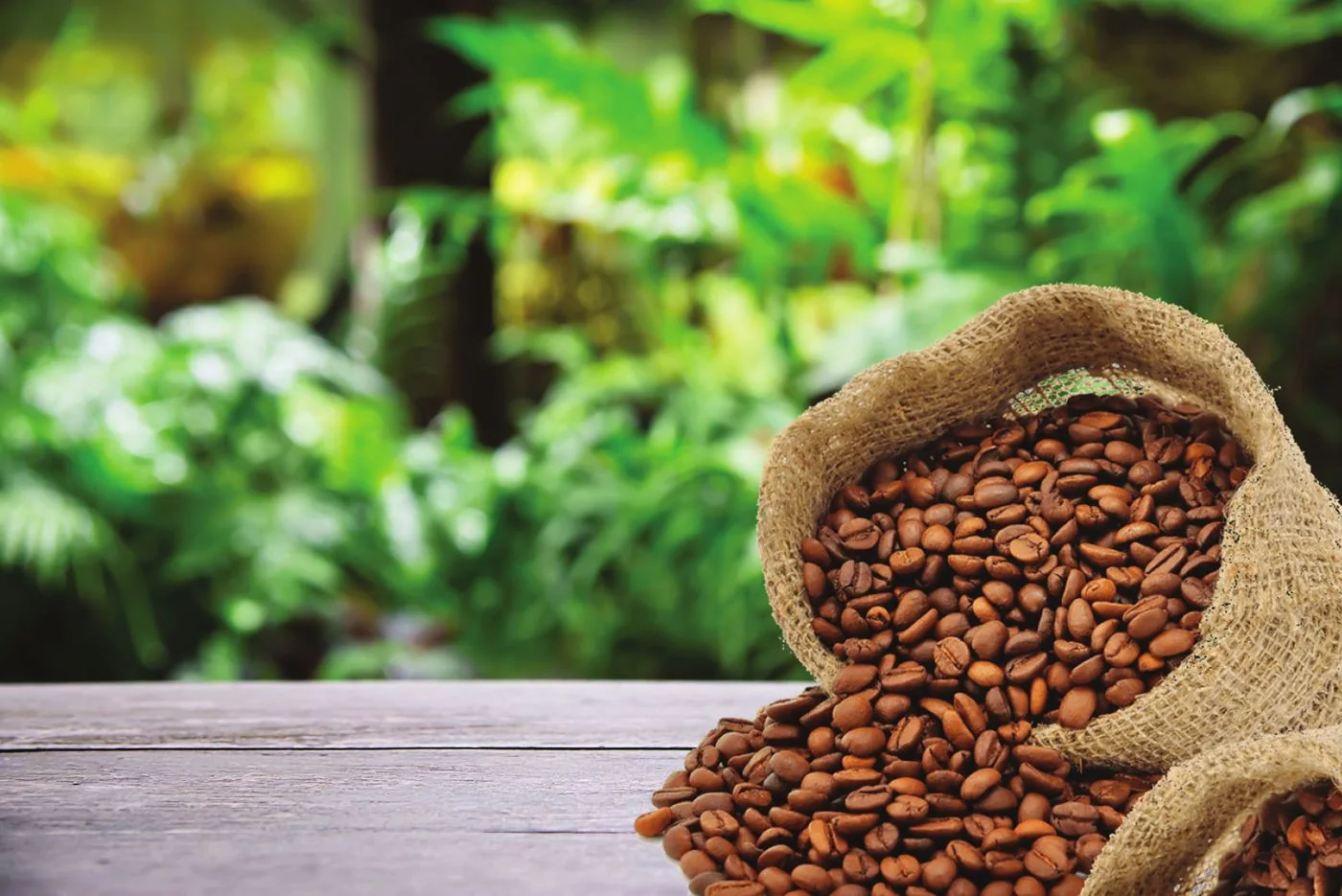 Roasted coffee beans spilling from a sack
